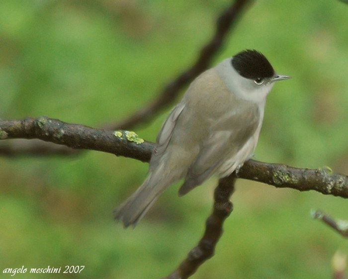 Capinera - Sylvia atricapilla. Una scrollatina.